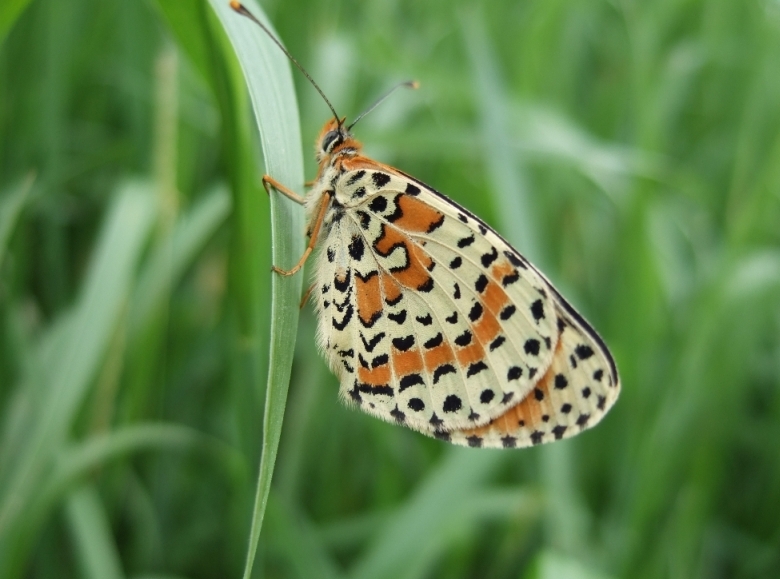 Melitaea...